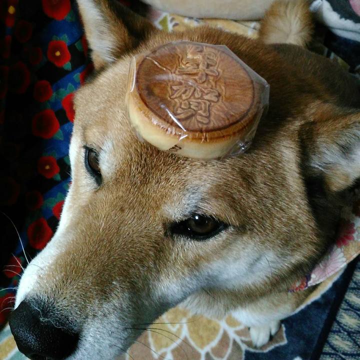 2ff6b11a bdf5 4521 8102 50a052782418 1515761729489