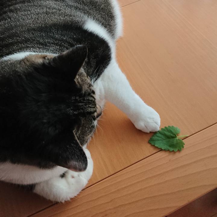 2ff75c52 d905 402b 8f7c 7457fd5f2aa6 1530225238297