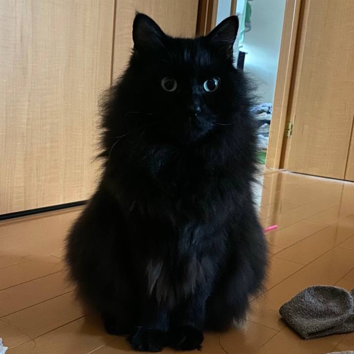 2ff8ce34 6bb0 4e00 a4cd 4adb85a46da7 1575724990399