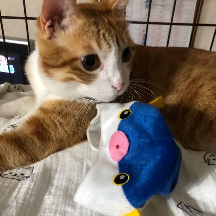 2ff9d180 7447 474e 894f 487a037e3b52 1535373872590