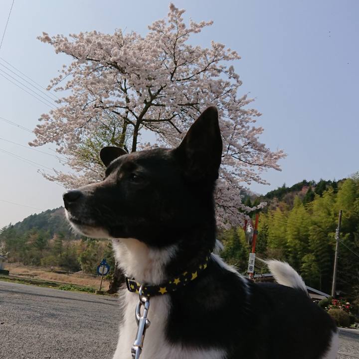 2ffac9a9 4036 49fa bbf3 8e94a9ba7a1b 1522800084366