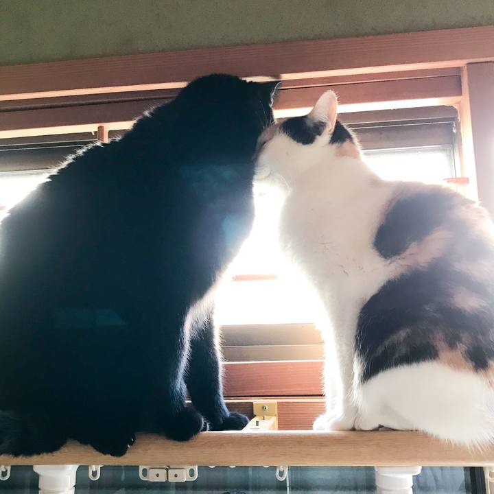 2ffc4be0 92d3 43c9 88fc 5aec238acb82 1518666602752