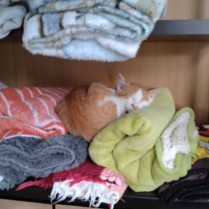 2ffda4e8 29b4 47da 9a72 be9600fea5fb 1728984430017