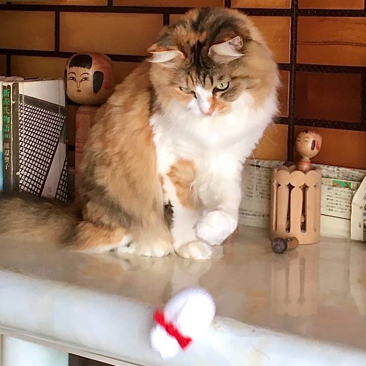 2ffe5fce 0dc7 4cef ac45 976118825312 1586328096497