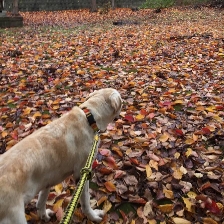 2ffef590 b70b 4359 aabe 44c32424b8da 1542152230274