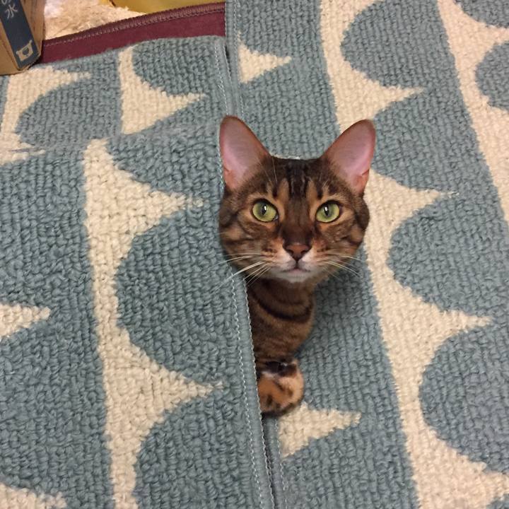 300244d4 30f9 469a b7f3 6eb10c1b8902 1514586641499