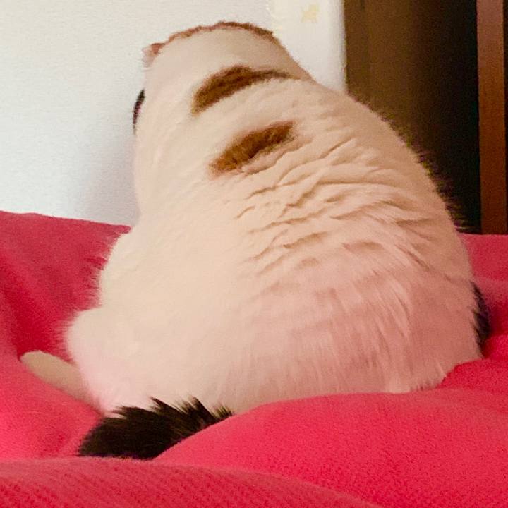 3002ff11 3d37 4b3a 8e8f ba3a1f500dc5 1573277109635