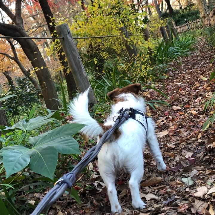 300620f6 9963 4618 b014 507696dc1233 1545637694609