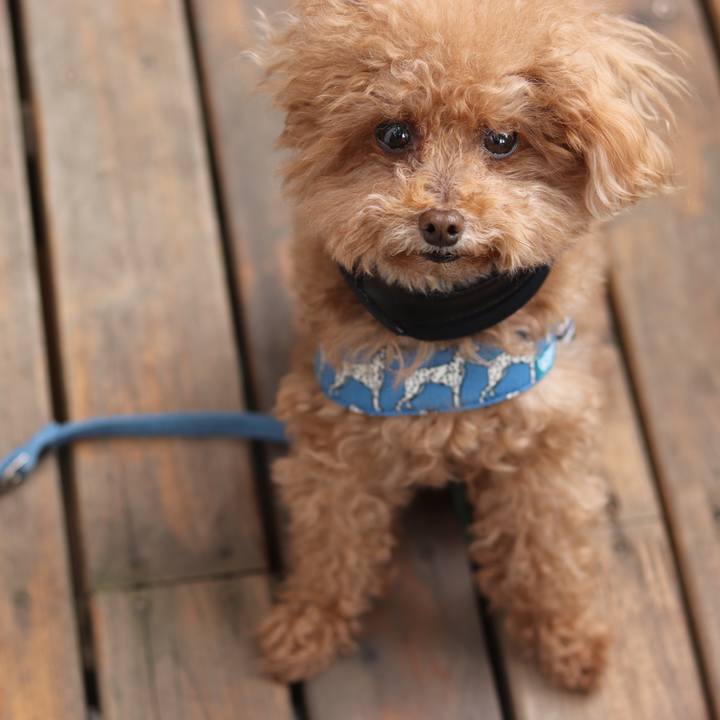 300a4a97 84c7 4740 afbc f78576a832c4 1557146392532