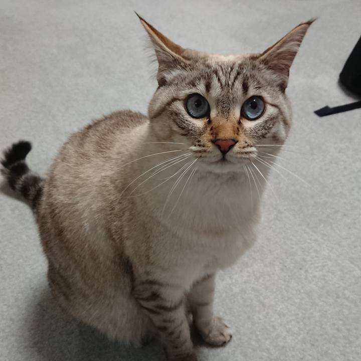 30114784 9074 417c 9688 8a870ba33d9c 1518516622483