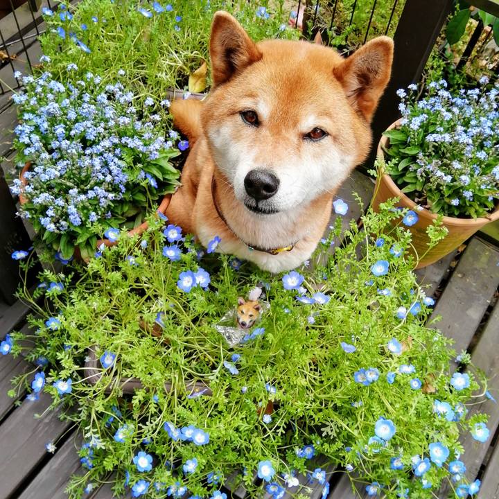 301317d1 ef80 4369 ab58 c71969f7c5f2 1587086266885