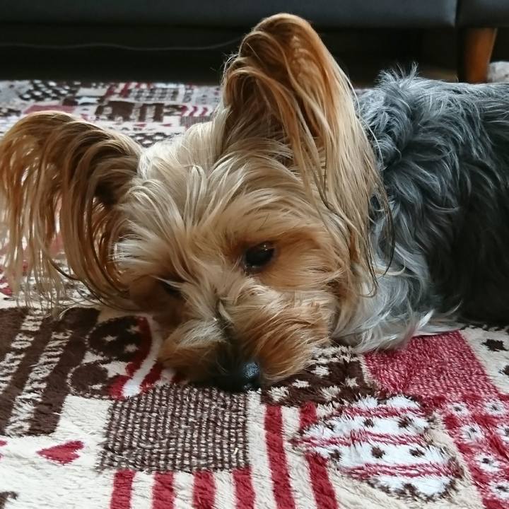 301b8eac 63a5 4e09 80e2 c3e2a09e293e 1507596037621