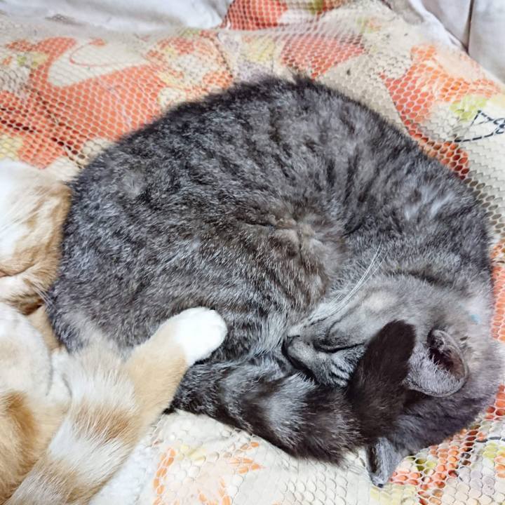 301d3820 05cc 41a4 87b0 4f7d06a9b074 1603365861111