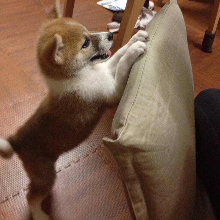 301f2bca 1b2f 4c53 a262 6bafb83f1c5b 1528625526419