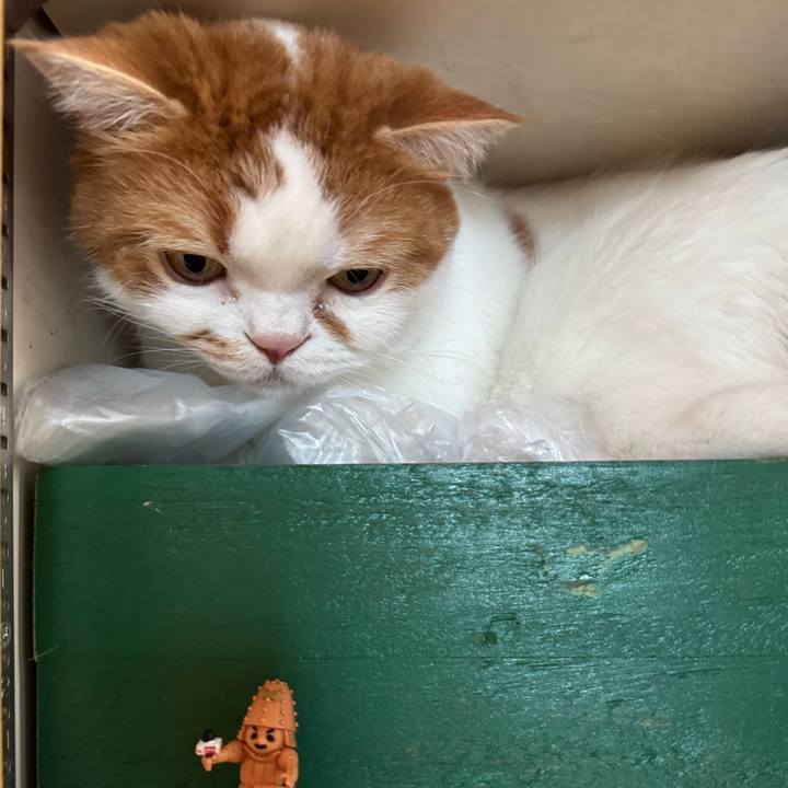 3025688d 6154 49ef bffb ac9c769cf900 1774355453257