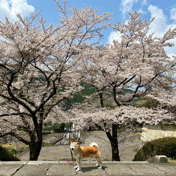 3025c346 65e8 483b b521 45e5e67fbbe6 1744717923393