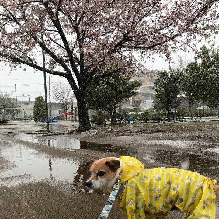 3027e98a fb08 483f ae6b e5875c3211fc 1585449103378