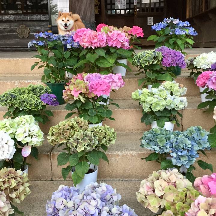 302a448f d1d6 4fb2 a638 4323d46ac62e 1528602689811