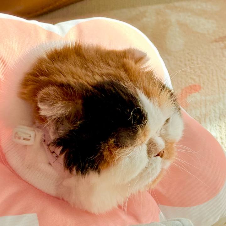 302c90a8 b9a2 495c ba9a d4844dee0f8b 1738458473513