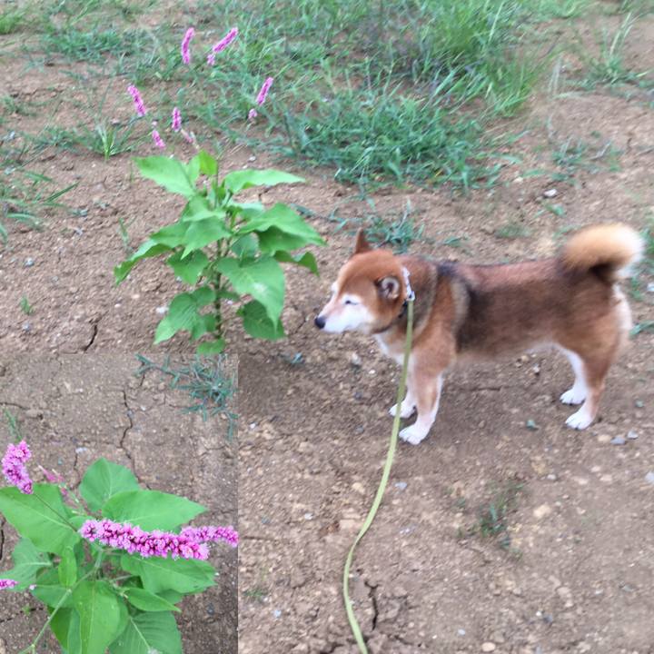 302dc1b1 ada4 42d0 abf9 1e9b8f090a6b 1598087008762