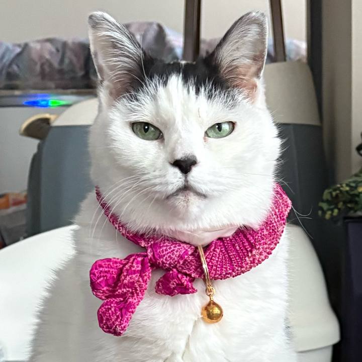 3032d82f 54c5 4d66 88df 1d4eedc3dd3f 1769729937109