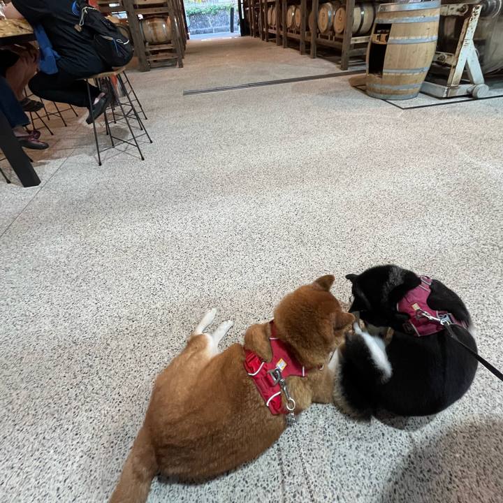 3033fda2 7243 458a 827b 5bfc6df40baa 1733311922229