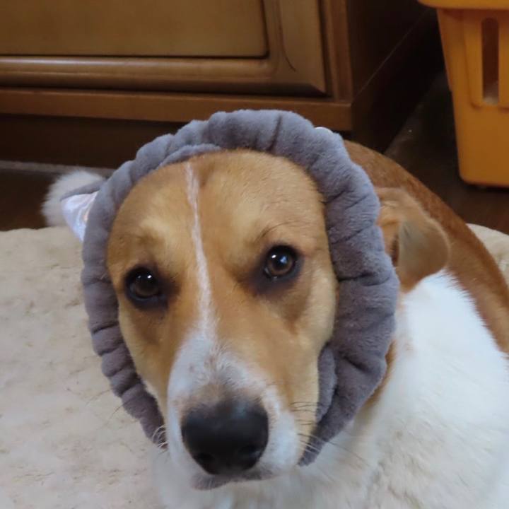 3034f9ee 4fe3 4edc a4c9 2e1fe02c4ac8 1619747661602