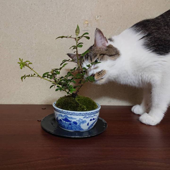 30351324 4875 4130 a56e c1d8f045aac0 1627729391868