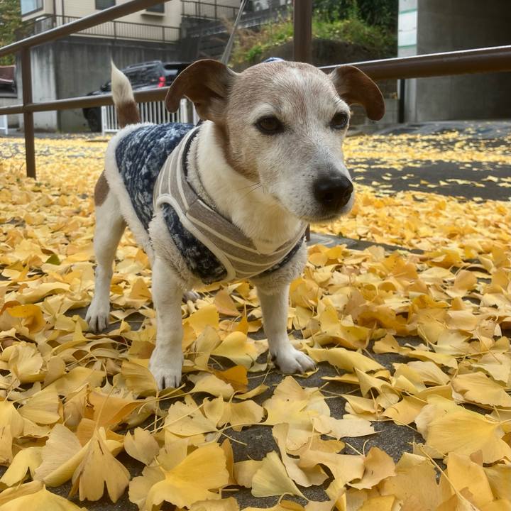 303a5fe9 2caf 4a37 98c6 cfc49c841294 1763940609733