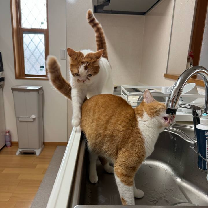 303a8ae9 ac43 47e6 879f 53bfc877534e 1773023021810