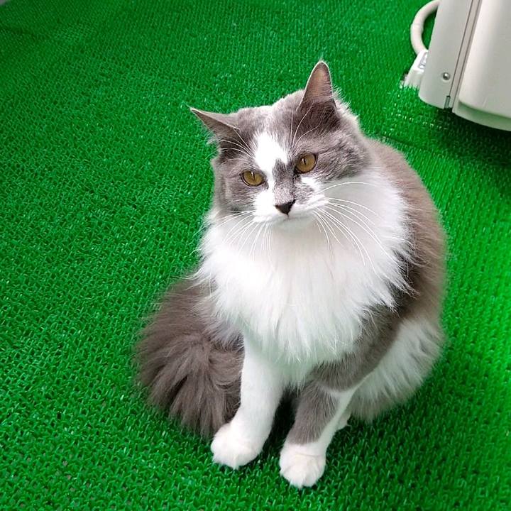 303bb165 b920 4241 8715 23cadd28c78a 1585466794929