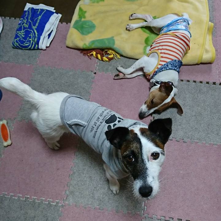 303df233 d5ba 44ed 9a18 af5ee5bfd2c6 1528590439892