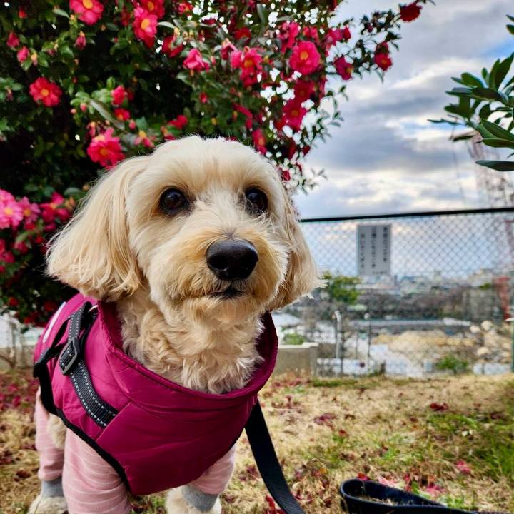 303e82e4 8e5b 455c bd70 f0585f7d3935 1769507543594