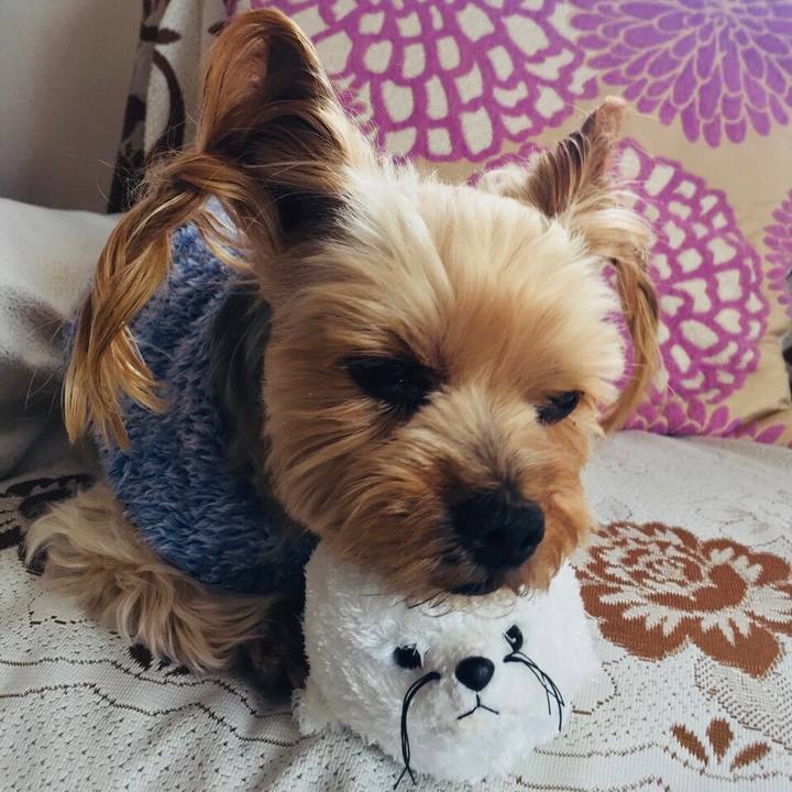 303f73dc 1699 4242 b219 8095a6de1677 1522912241935