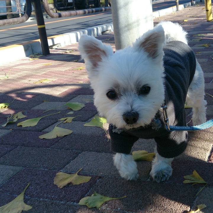 30416784 6f7c 4a1c aded 2529d1d6775e 1507852201338