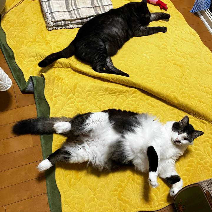 304484ff 181d 448a a6a8 e310383eccd7 1738976917903