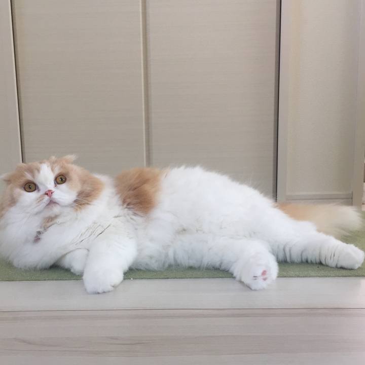 30456eed 02ac 42ce 9bd9 449a99e542b8 1586490779244