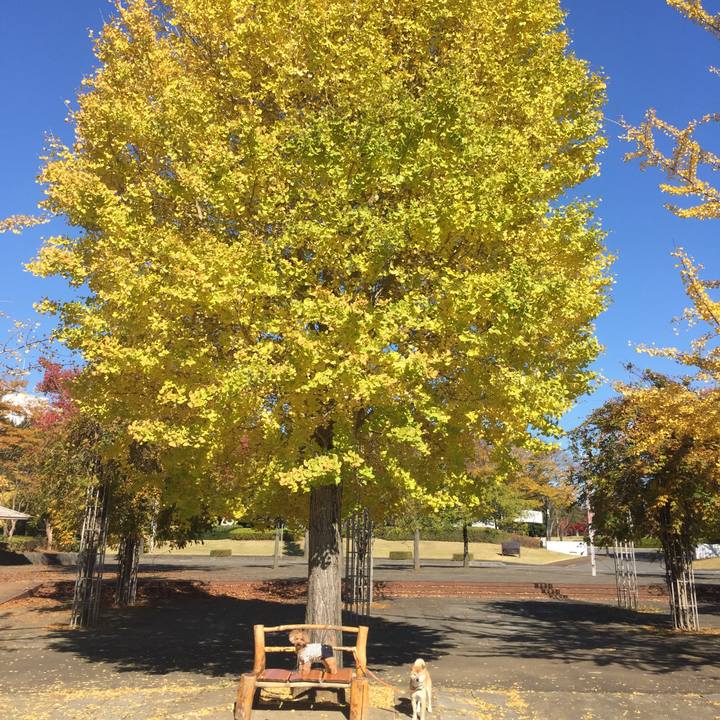 3046b5c7 c153 4d8f aad2 1fcf89a499d3 1510810728096