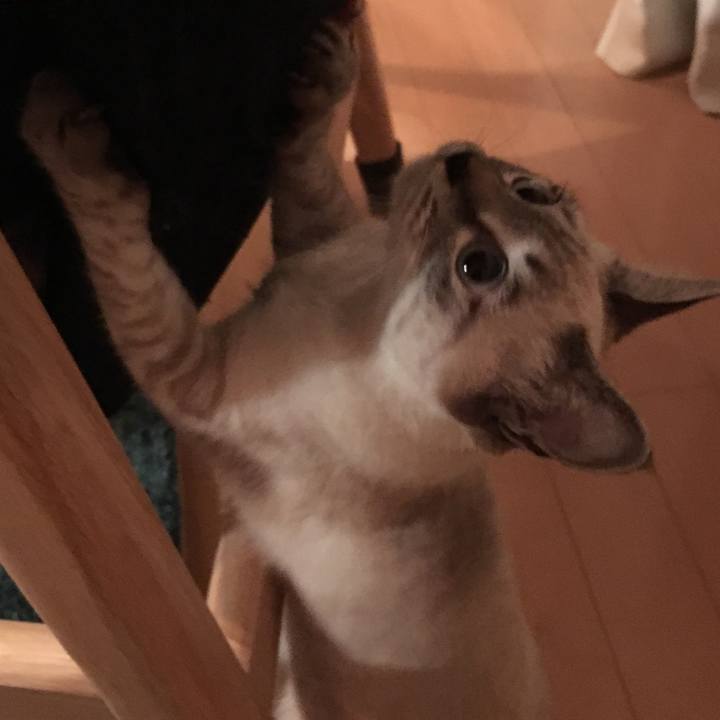 304a6a55 a4d3 4b51 830b 1acc7403f592 1544693317659