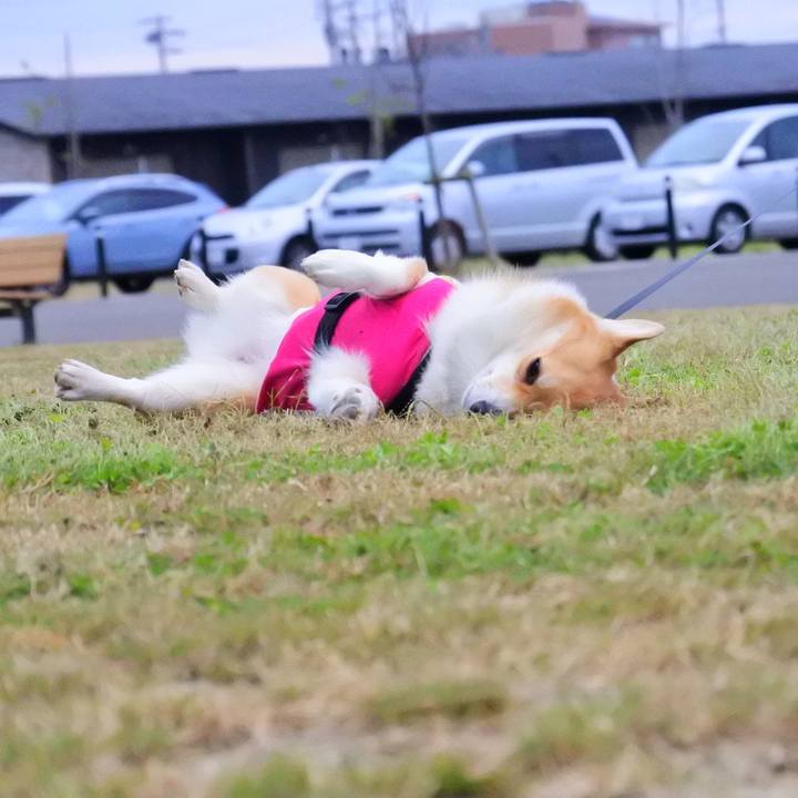 304ba1b8 a720 428e 94b5 a107a728f07d 1604802936388