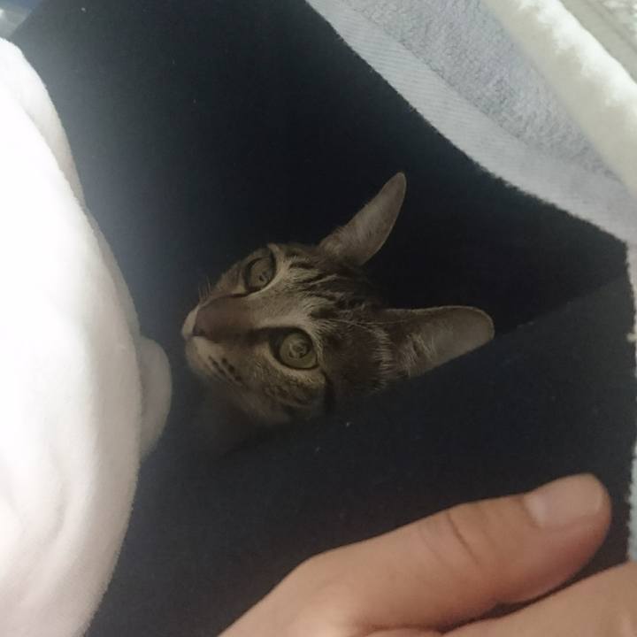 304d4266 8a5e 4bd0 8e63 6812a9c971a6 1508817602966