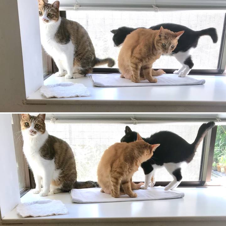 3051e0e0 adb6 4b1b a4ff 0592c1a82cec 1533195176904