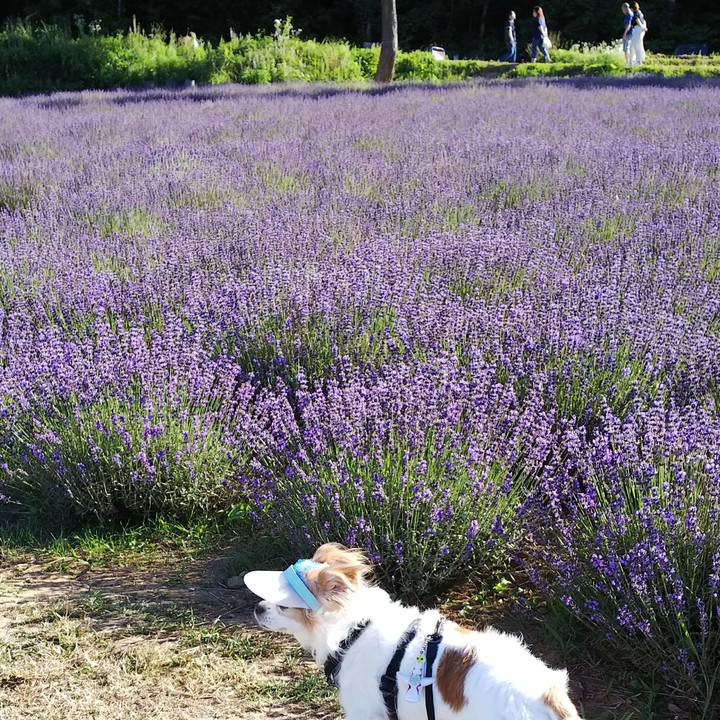 30529460 abe0 4202 bb37 1b8e36686584 1532863376233