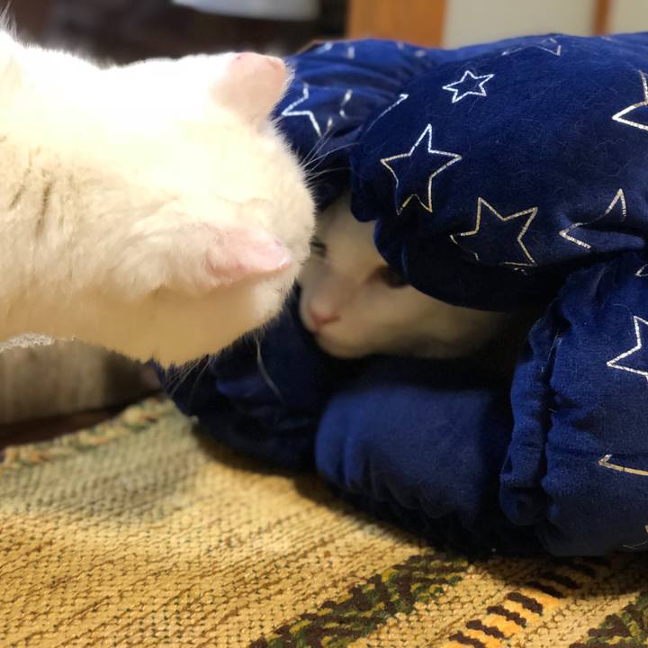 3052e2f9 be75 4448 92a2 2ca81e7c80ce 1542965828696