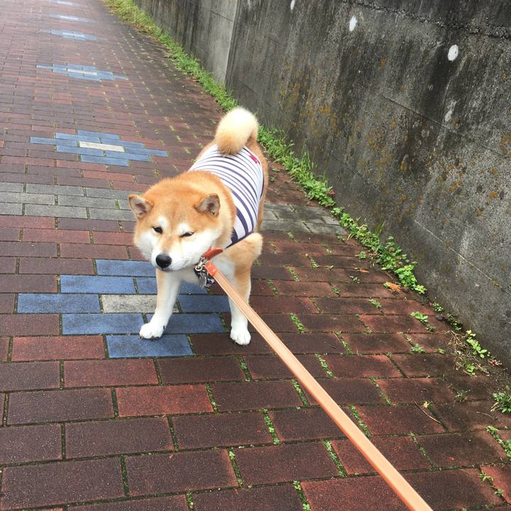 3053862a 5328 4ad5 a239 61bf974002d3 1541730818180