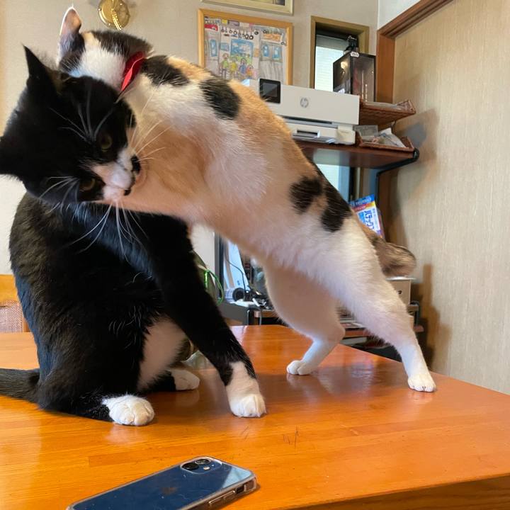 3055cff3 560f 4b59 9f21 54d3fbb79c66 1722303250829