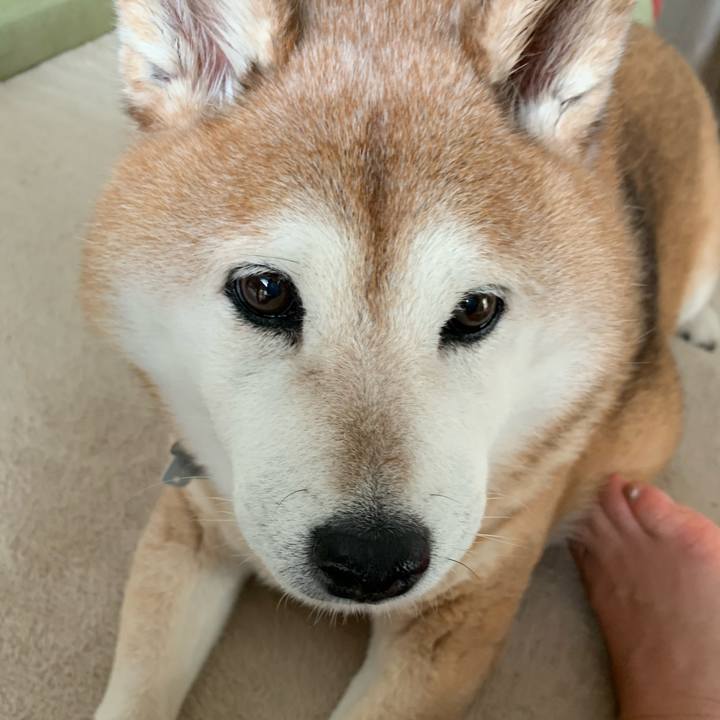 305962d0 5151 476d bec7 c02dd87c323a 1590813733433