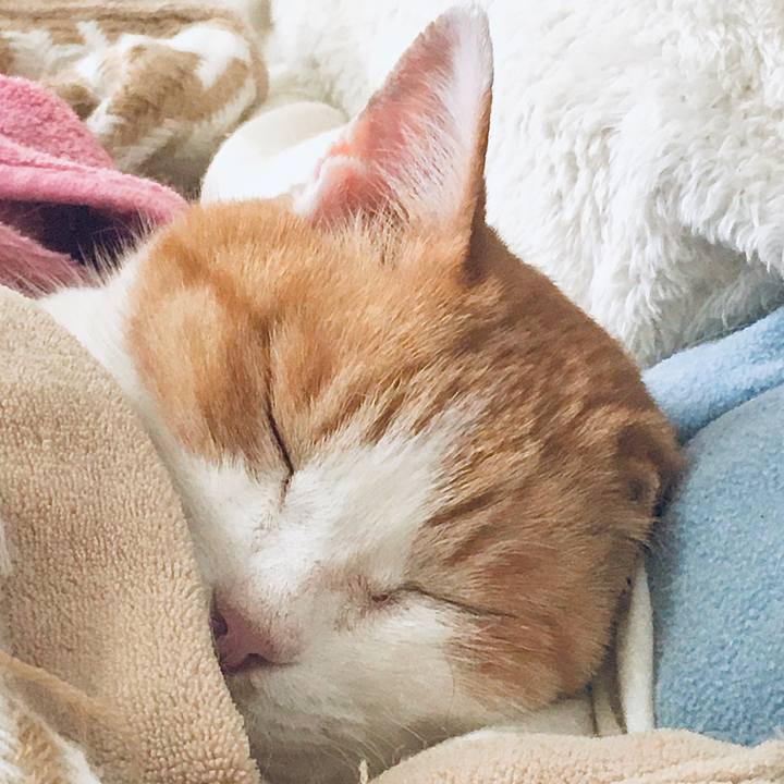 30596b53 00c3 440c bd0f 4e5c1f94e8ee 1584690017578