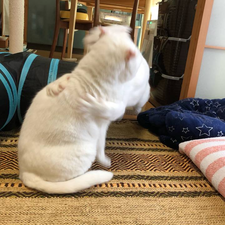 305a46a1 bebf 407f bd32 3f9897d484e4 1563167528662