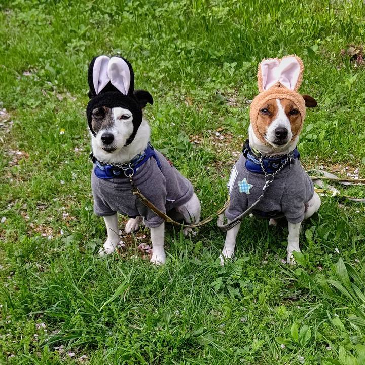 305a91d8 01fc 4021 8bed b9da79fce2b2 1617489619697